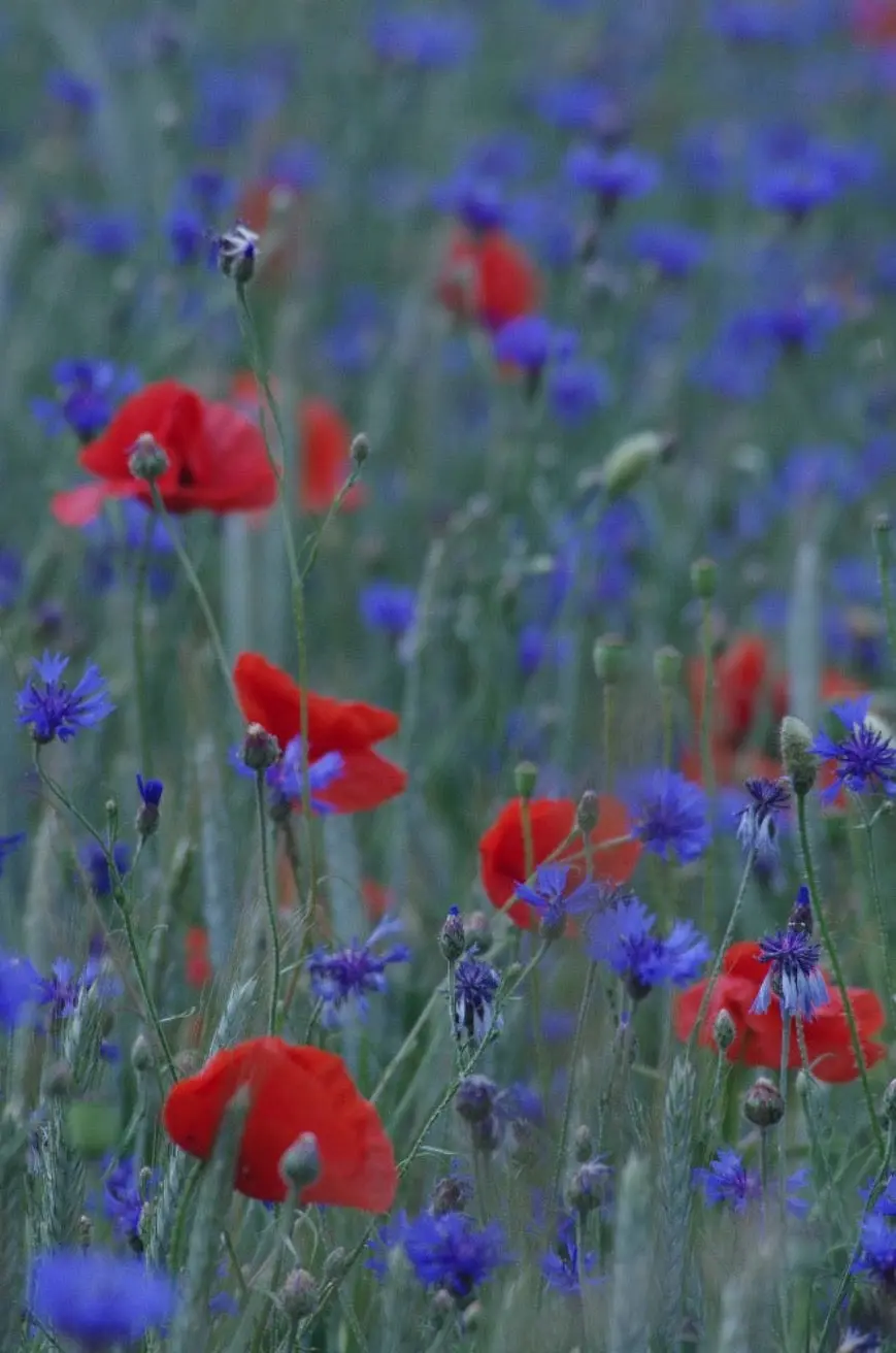 Cornflower-02S-Bauwerk-Colour-Natural-Limewash-Paint